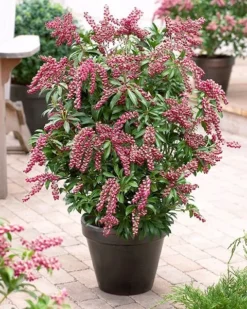 Pieris Japonica 'Passion' (PBR) -Cheap Plants Store pl2000019698 card3 lg