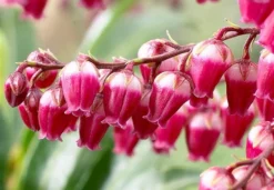 Pieris Japonica 'Passion' (PBR) -Cheap Plants Store pl2000019698 card4 lg