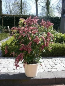Pieris Japonica 'Passion' (PBR) -Cheap Plants Store pl2000019698 card5 lg