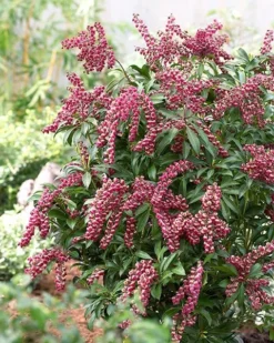 Pieris Japonica 'Passion' (PBR) -Cheap Plants Store pl2000019698 card6 lg
