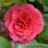 Camellia Japonica 'Lady Campbell'