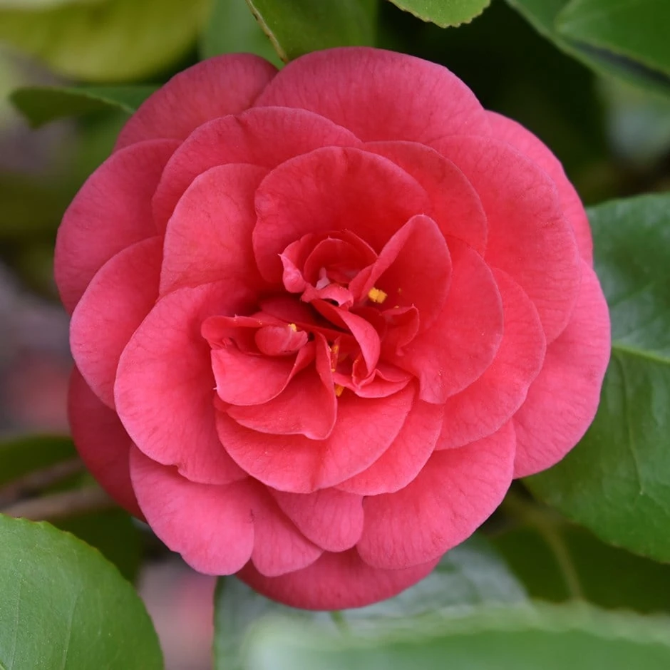 Camellia Japonica 'Lady Campbell' 1 Camellia Japonica 'Lady Campbell'
