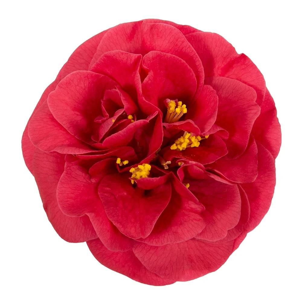 Camellia Japonica 'Lady Campbell' 2 Camellia Japonica 'Lady Campbell' - Image 2