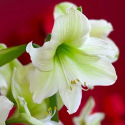 Hippeastrum (Galaxy Group) 'Christmas Gift'