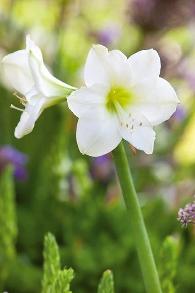 Hippeastrum (Galaxy Group) 'Christmas Gift' 2 Hippeastrum (Galaxy Group) 'Christmas Gift' - Image 2
