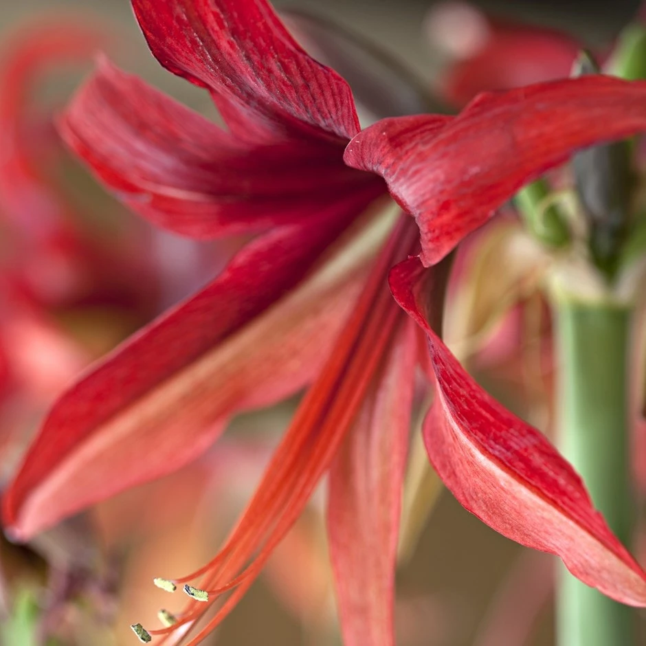 Hippeastrum (Spider Group) 'Bogota' 1 Hippeastrum (Spider Group) 'Bogota'