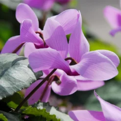 Cyclamen Cilicium