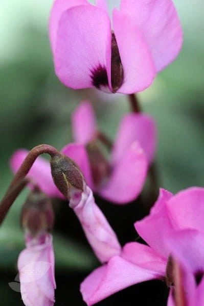 Cyclamen Cilicium 2 Cyclamen Cilicium - Image 2