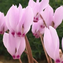 Cyclamen Cilicium 6 Cyclamen Cilicium -Cheap Plants Store pl2000020261 card3 lg