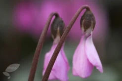 Cyclamen Cilicium 7 Cyclamen Cilicium -Cheap Plants Store pl2000020261 card4 lg