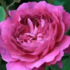Rosa 'Reine Victoria'