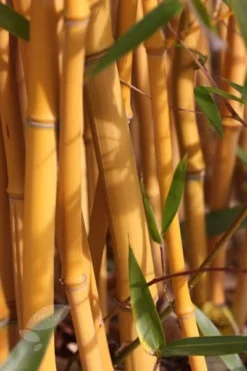Phyllostachys Aureosulcata F. Spectabilis -Cheap Plants Store pl2000020847 card3 lg