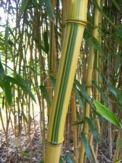 Phyllostachys Aureosulcata F. Spectabilis -Cheap Plants Store pl2000020847 card5 lg