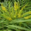 Mahonia Eurybracteata Subsp. Ganpinensis 'Soft Caress' (PBR)
