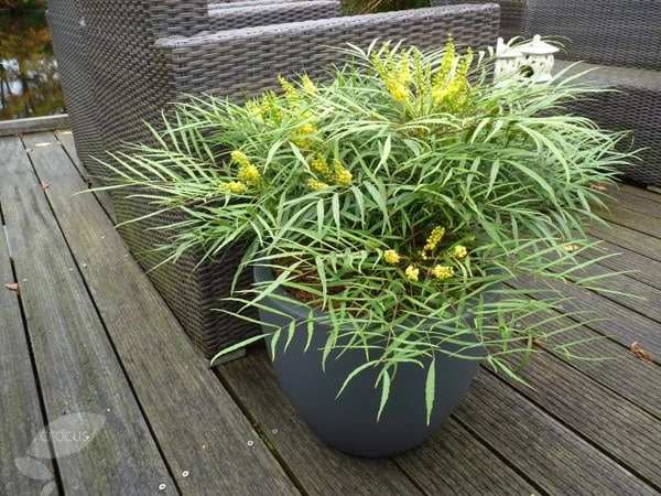 Mahonia Eurybracteata Subsp. Ganpinensis 'Soft Caress' (PBR) 2 Mahonia Eurybracteata Subsp. Ganpinensis 'Soft Caress' (PBR) - Image 2