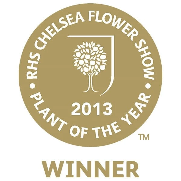 Mahonia Eurybracteata Subsp. Ganpinensis 'Soft Caress' (PBR) 3 Mahonia Eurybracteata Subsp. Ganpinensis 'Soft Caress' (PBR) - Image 3