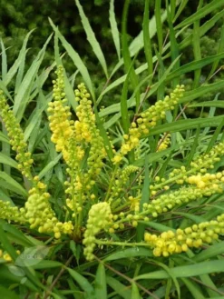 Mahonia Eurybracteata Subsp. Ganpinensis 'Soft Caress' (PBR) 10 Mahonia Eurybracteata Subsp. Ganpinensis 'Soft Caress' (PBR) -Cheap Plants Store pl2000020849 card4 lg