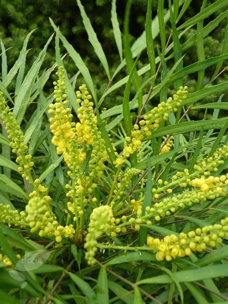 Mahonia Eurybracteata Subsp. Ganpinensis 'Soft Caress' (PBR) 4 Mahonia Eurybracteata Subsp. Ganpinensis 'Soft Caress' (PBR) - Image 4