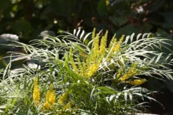 Mahonia Eurybracteata Subsp. Ganpinensis 'Soft Caress' (PBR) 11 Mahonia Eurybracteata Subsp. Ganpinensis 'Soft Caress' (PBR) -Cheap Plants Store pl2000020849 card5 lg