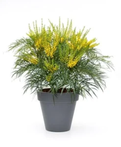 Mahonia Eurybracteata Subsp. Ganpinensis 'Soft Caress' (PBR) 13 Mahonia Eurybracteata Subsp. Ganpinensis 'Soft Caress' (PBR) -Cheap Plants Store pl2000020849 card7 lg