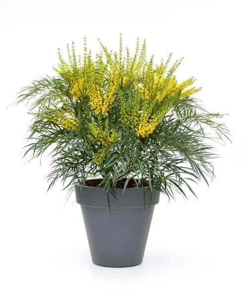 Mahonia Eurybracteata Subsp. Ganpinensis 'Soft Caress' (PBR) 7 Mahonia Eurybracteata Subsp. Ganpinensis 'Soft Caress' (PBR) - Image 7