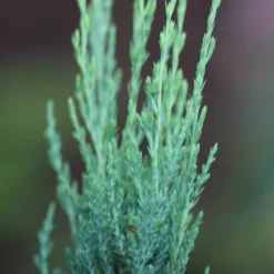 Juniperus Scopulorum 'Blue Arrow'