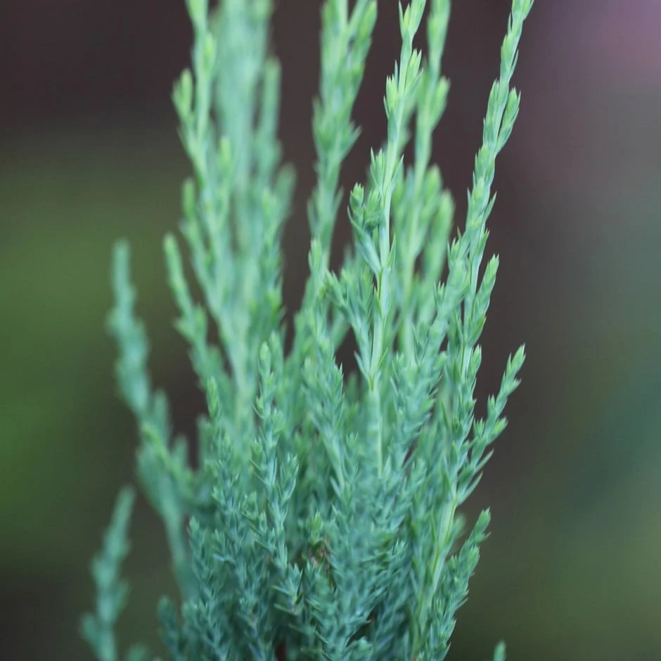Juniperus Scopulorum 'Blue Arrow' 1 Juniperus Scopulorum 'Blue Arrow'