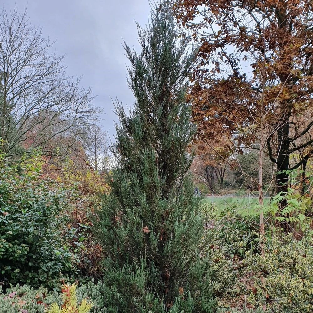 Juniperus Scopulorum 'Blue Arrow' 3 Juniperus Scopulorum 'Blue Arrow' - Image 3
