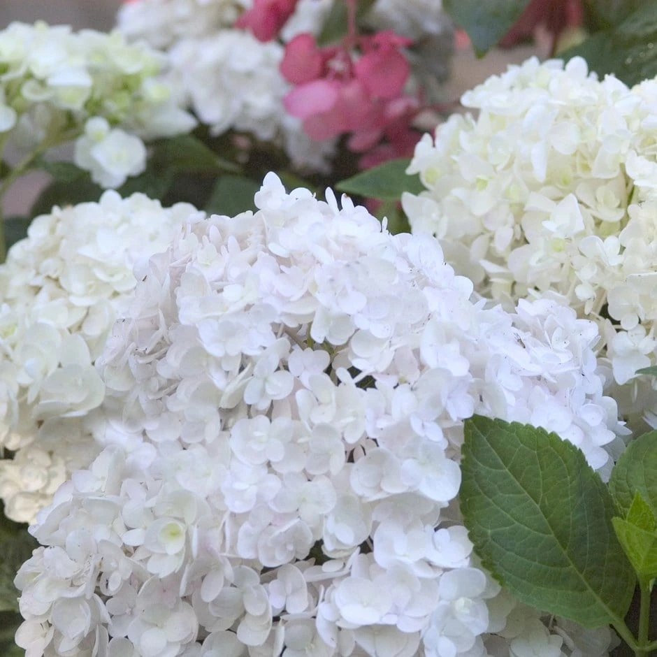 Hydrangea Macrophylla 'Blushing Bride' 1 Hydrangea Macrophylla 'Blushing Bride'