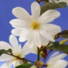 Magnolia Fairy Magnolia White ('Micjur05') (PBR)