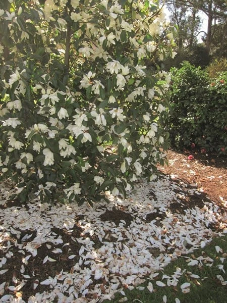 Magnolia Fairy Magnolia White ('Micjur05') (PBR) 2 Magnolia Fairy Magnolia White ('Micjur05') (PBR) - Image 2