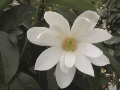 Magnolia Fairy Magnolia White ('Micjur05') (PBR) 10 Magnolia Fairy Magnolia White ('Micjur05') (PBR) -Cheap Plants Store pl2000020883 card3 lg
