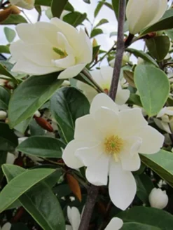 Magnolia Fairy Magnolia White ('Micjur05') (PBR) 13 Magnolia Fairy Magnolia White ('Micjur05') (PBR) -Cheap Plants Store pl2000020883 card6 lg