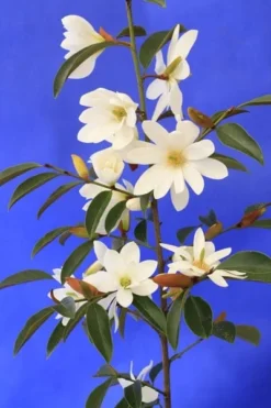 Magnolia Fairy Magnolia White ('Micjur05') (PBR) 14 Magnolia Fairy Magnolia White ('Micjur05') (PBR) -Cheap Plants Store pl2000020883 card7 lg
