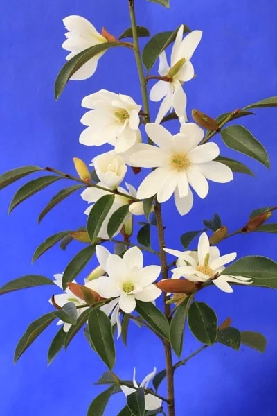 Magnolia Fairy Magnolia White ('Micjur05') (PBR) 7 Magnolia Fairy Magnolia White ('Micjur05') (PBR) - Image 7