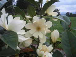 Magnolia Fairy Magnolia Cream ('MicJur02') (PBR) 11 Magnolia Fairy Magnolia Cream ('MicJur02') (PBR) -Cheap Plants Store pl2000020884 card5 lg