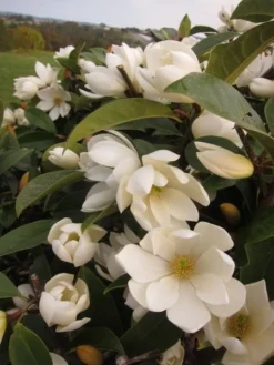 Magnolia Fairy Magnolia Cream ('MicJur02') (PBR) 13 Magnolia Fairy Magnolia Cream ('MicJur02') (PBR) -Cheap Plants Store pl2000020884 card7 lg