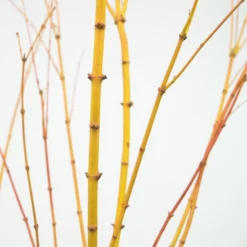 Acer Palmatum 'Bi Hō'