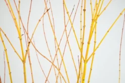 Acer Palmatum 'Bi Hō' 8 Acer Palmatum 'Bi Hō' -Cheap Plants Store pl2000020889 card3 lg