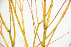 Acer Palmatum 'Bi Hō' 10 Acer Palmatum 'Bi Hō' -Cheap Plants Store pl2000020889 card5 lg