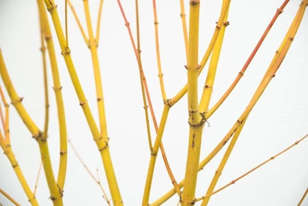 Acer Palmatum 'Bi Hō' 5 Acer Palmatum 'Bi Hō' - Image 5