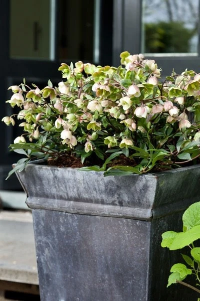 Helleborus × Sahinii 'Winterbells' (PBR) 3 Helleborus × Sahinii 'Winterbells' (PBR) - Image 3