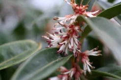 Sarcococca Hookeriana Winter Gem ('Pmoore03') (PBR) -Cheap Plants Store pl2000020895 card4 lg