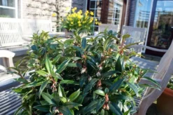 Sarcococca Hookeriana Winter Gem ('Pmoore03') (PBR) -Cheap Plants Store pl2000020895 card6 lg