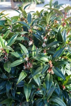 Sarcococca Hookeriana Winter Gem ('Pmoore03') (PBR) -Cheap Plants Store pl2000020895 card7 lg