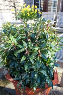 Sarcococca Hookeriana Winter Gem ('Pmoore03') (PBR) -Cheap Plants Store pl2000020895 card8 lg