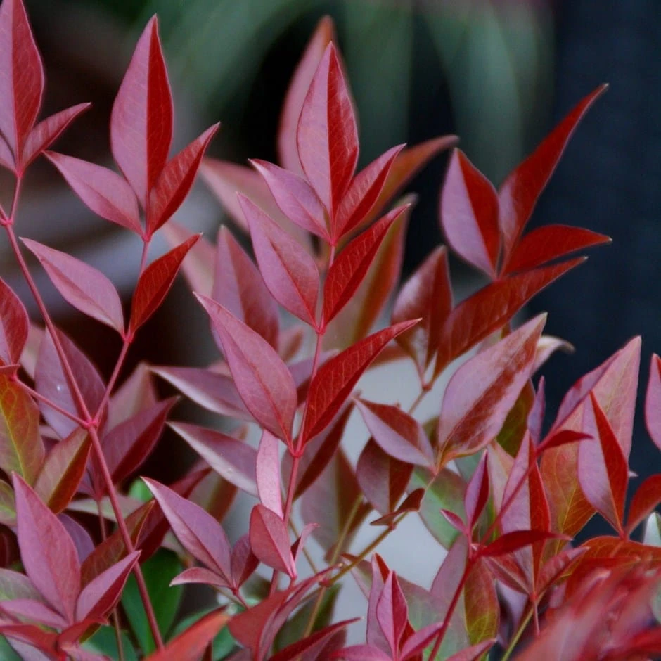 Nandina Domestica Obsessed ('Seika') (PBR) 1 Nandina Domestica Obsessed ('Seika') (PBR)