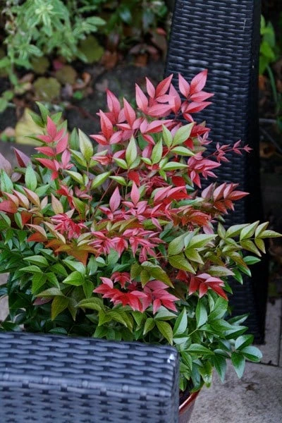 Nandina Domestica Obsessed ('Seika') (PBR) 10 Nandina Domestica Obsessed ('Seika') (PBR) - Image 10