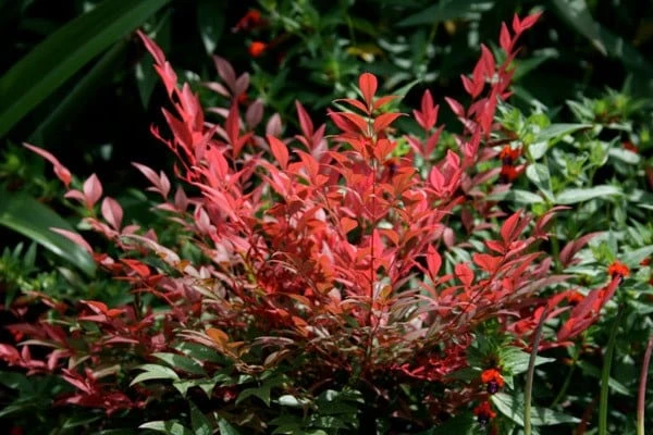 Nandina Domestica Obsessed ('Seika') (PBR) 3 Nandina Domestica Obsessed ('Seika') (PBR) - Image 3