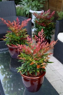 Nandina Domestica Obsessed ('Seika') (PBR) 15 Nandina Domestica Obsessed ('Seika') (PBR) -Cheap Plants Store pl2000020896 card6 lg